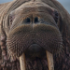 Walrus