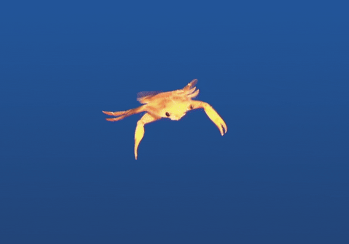 Crab Gif Images at Amparo Pacheco blog