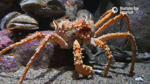 Monterey Bay Aquarium — The California King Crab: The height of crustacean...