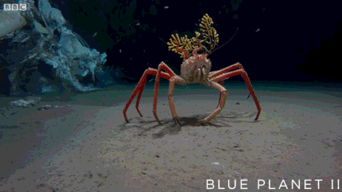 The King Crab GIF